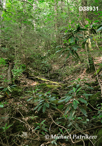 Appalachian-Blue Ridge forests